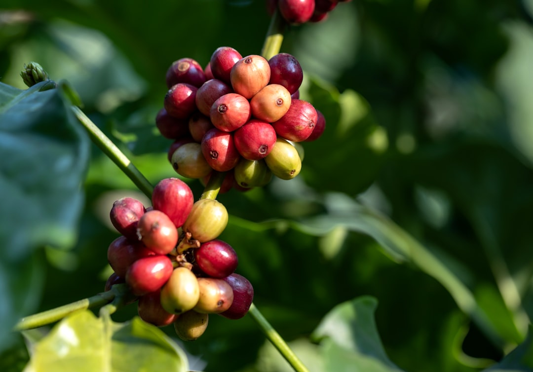 Café Etiopía Yirgacheffe