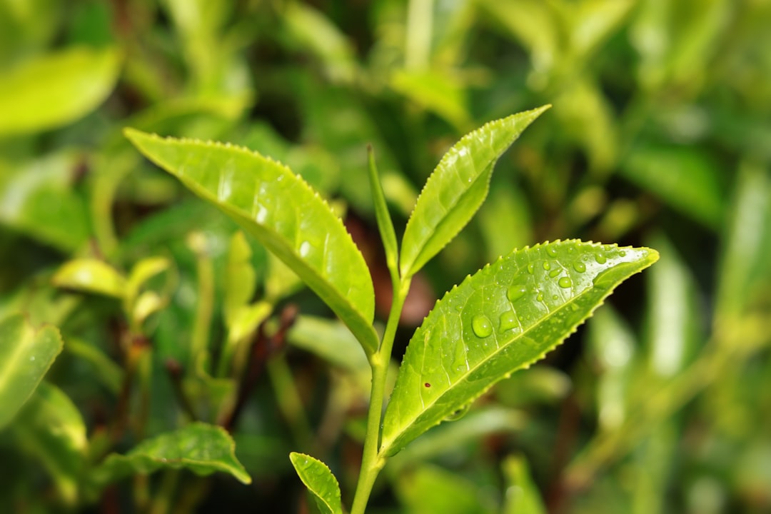 Té Verde Sencha Premium