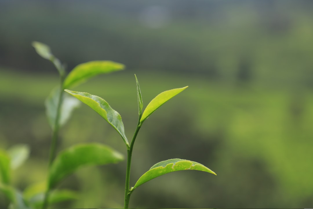 Té Oolong Formosa